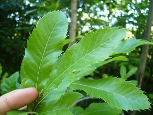 quercus acutissima (chene a dents de scie)